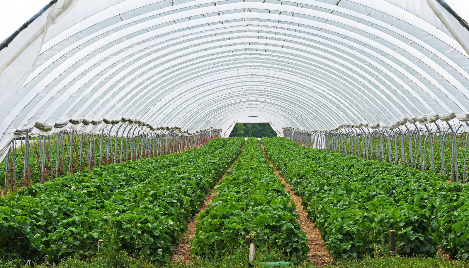Panasonic Lumix DMC-GH3 sample photo. Strawberry field, strawberry culture photography