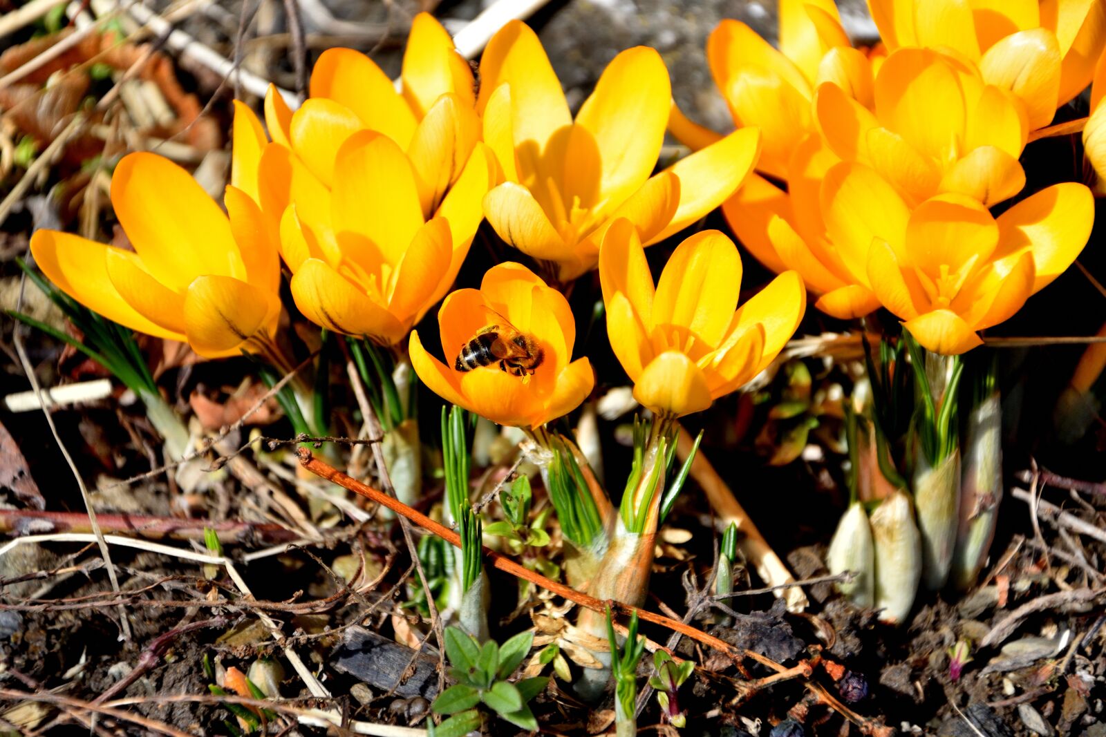Nikon D3400 sample photo. Crocus, spring, bee photography
