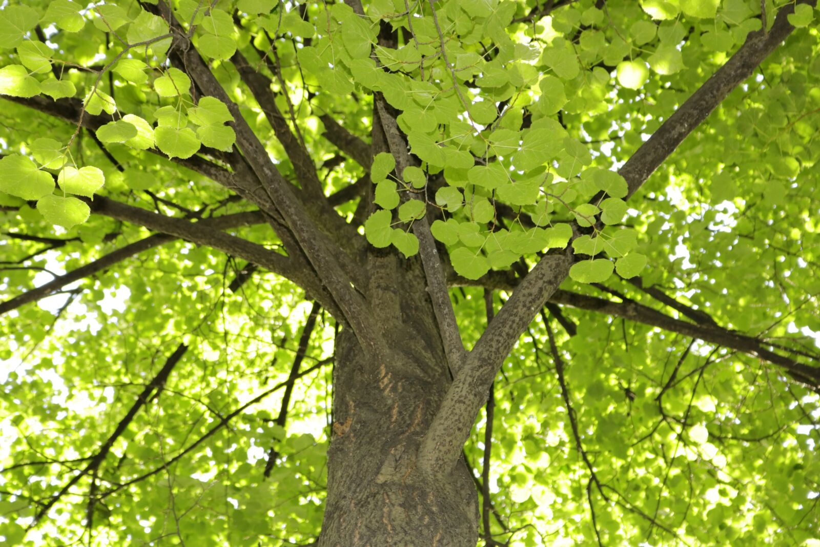 Canon EOS 750D (EOS Rebel T6i / EOS Kiss X8i) sample photo. Tree, branch, nature photography