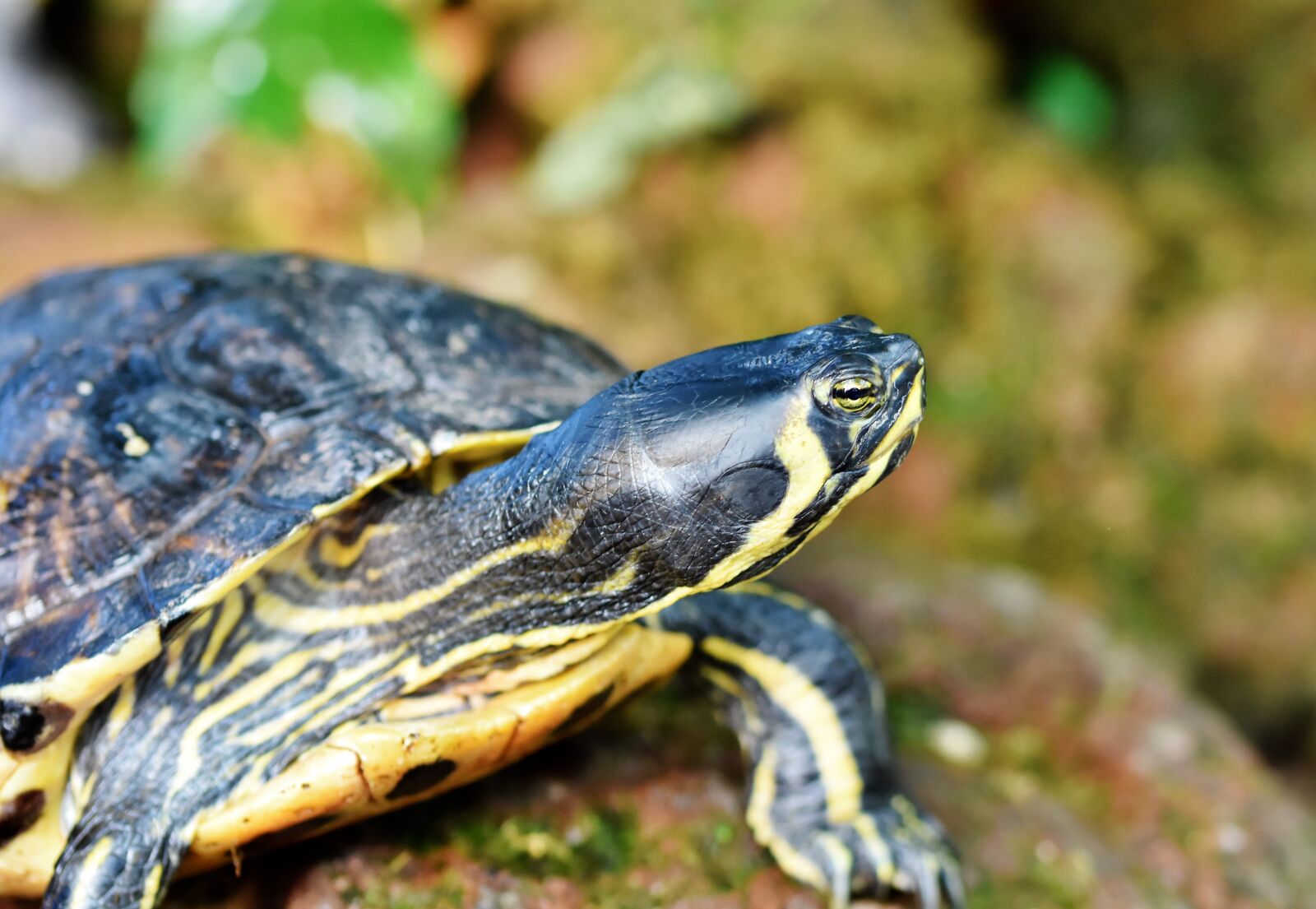 Nikon D7200 sample photo. Water turtle, turtle, reptile photography