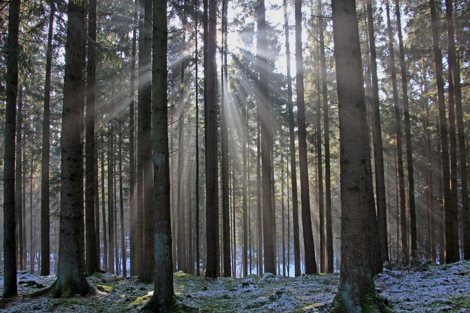 Canon EOS 60D sample photo. Forest, sunbeam, trees photography