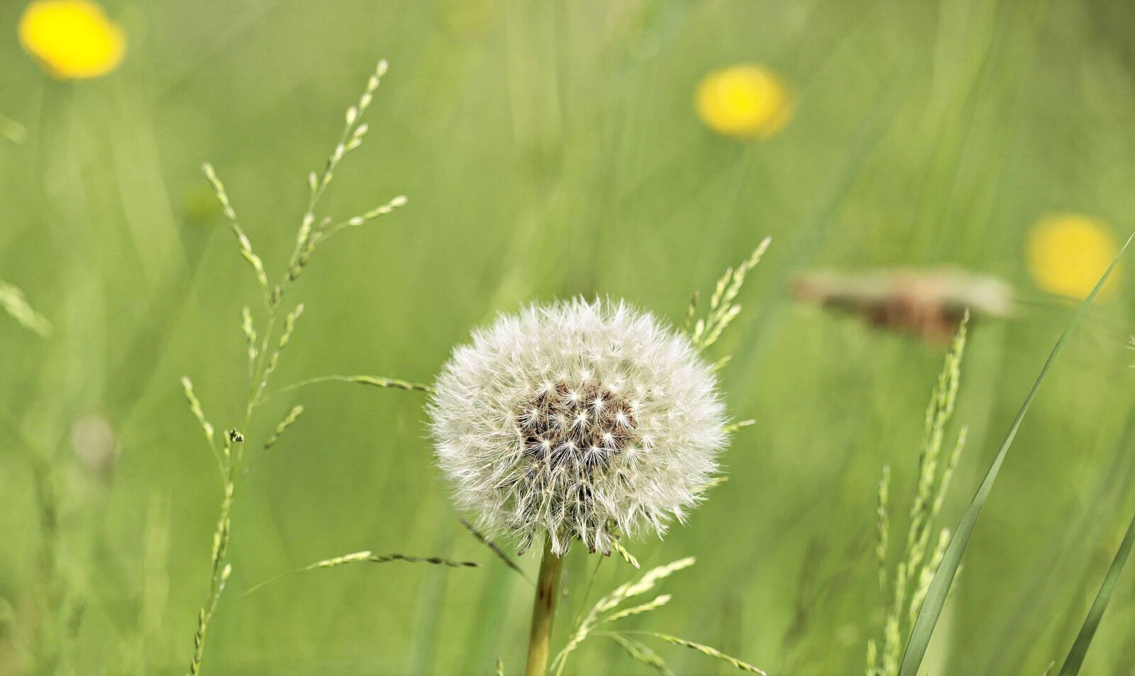 Canon EOS 80D sample photo. Grass, dandelion, meadow, seed photography