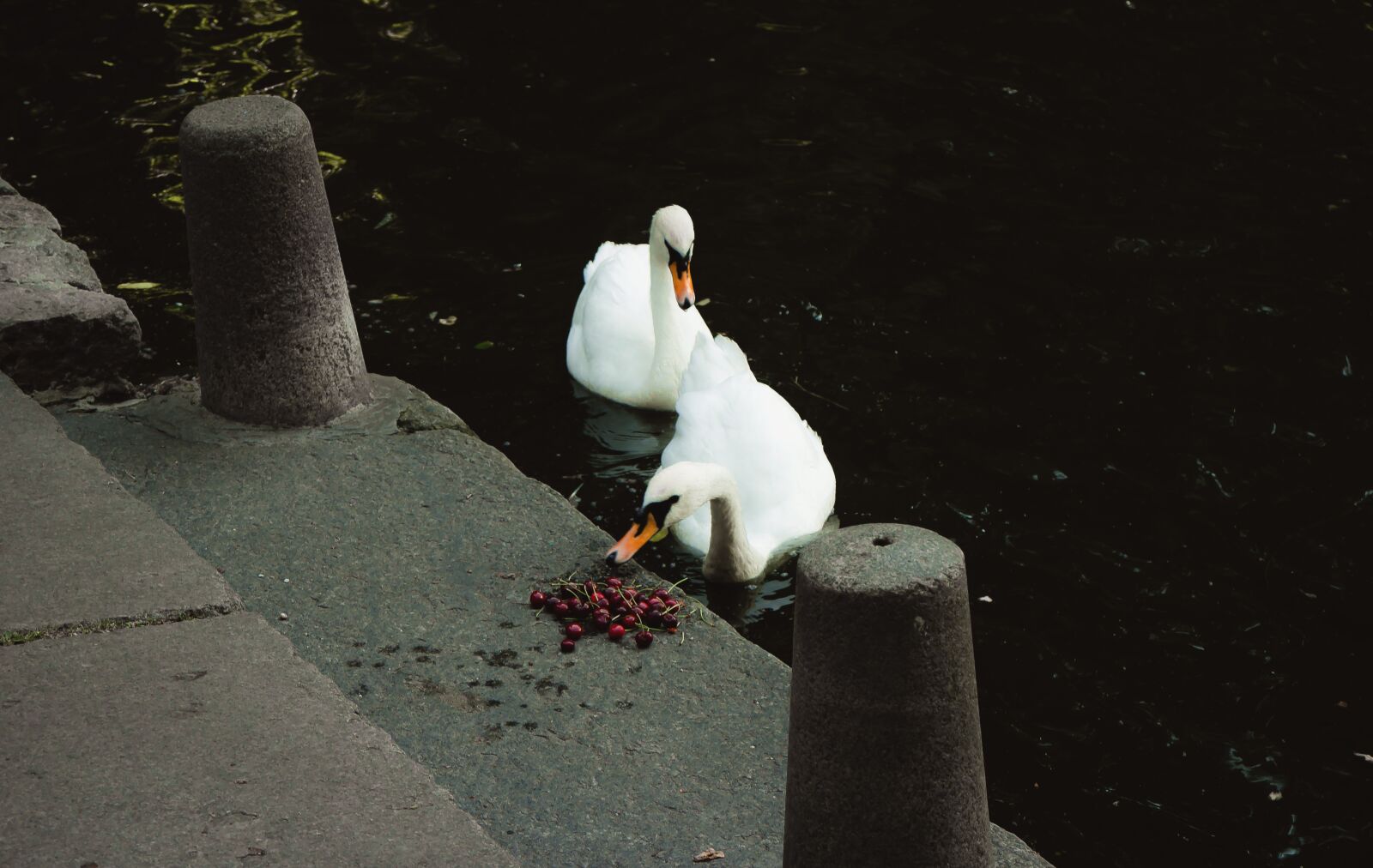 Canon EOS M + Canon EF-M 18-55mm F3.5-5.6 IS STM sample photo. Swan, bird, lake photography