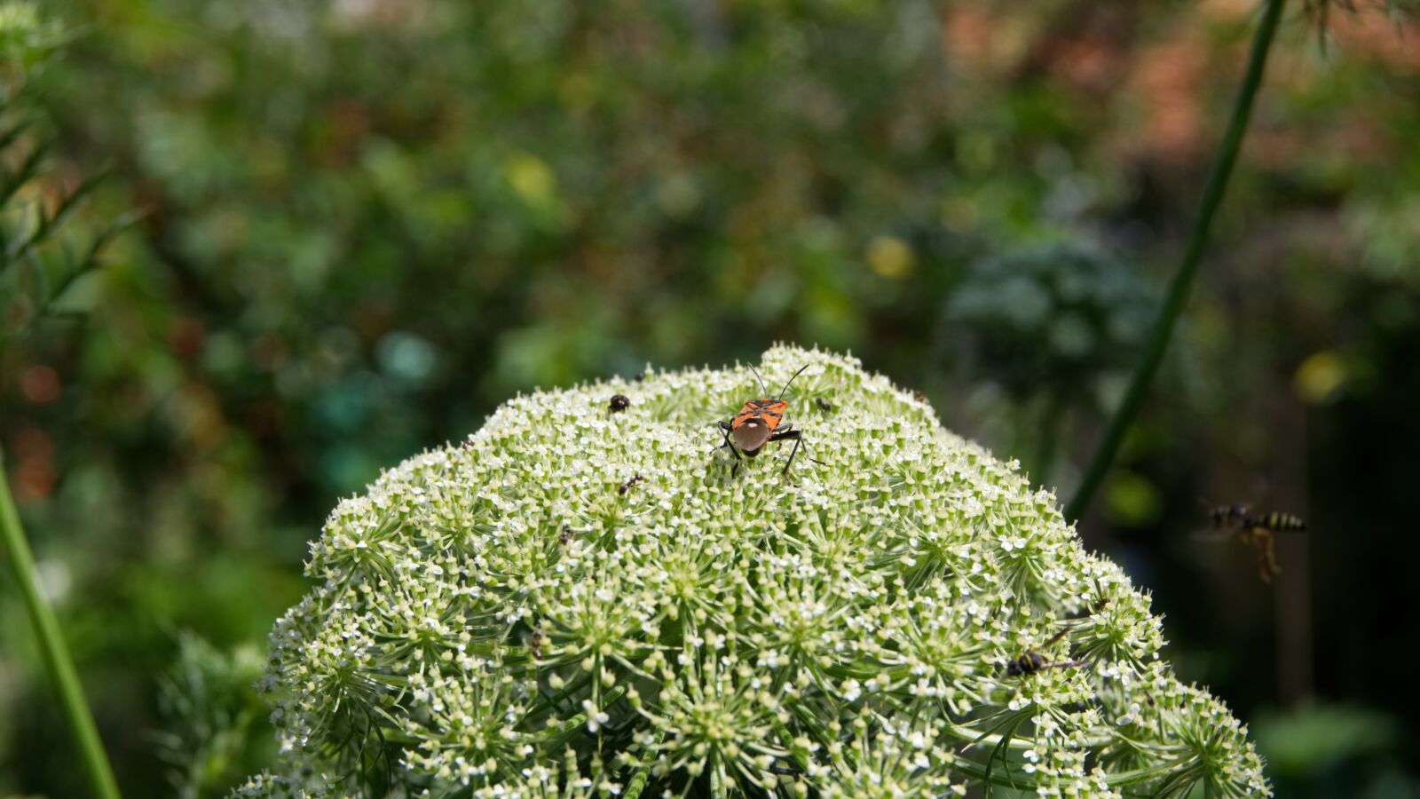 Sony a6000 sample photo. Flowers, garden, insects photography