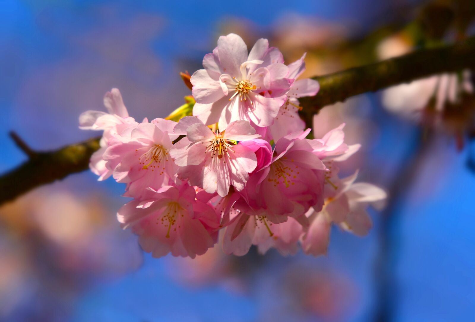Nikon D750 sample photo. Cherry blossom, flower, springtime photography