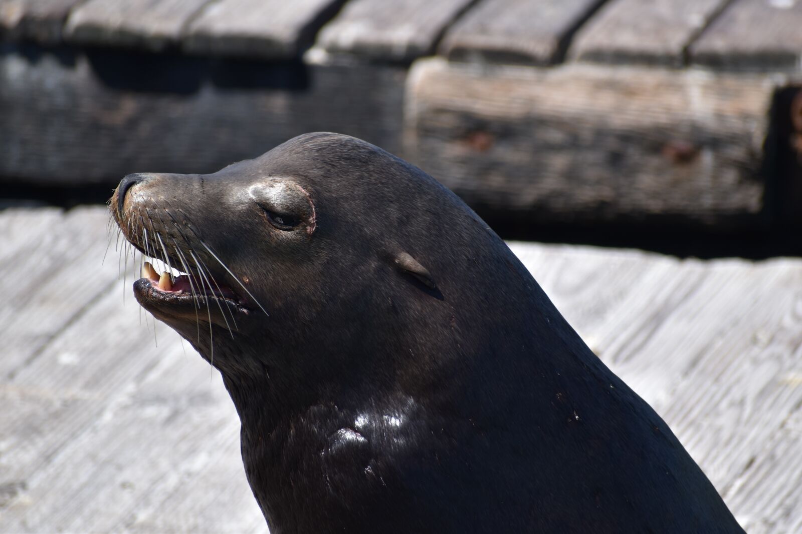 Nikon D5600 sample photo. Sea lion, animal, jetty photography