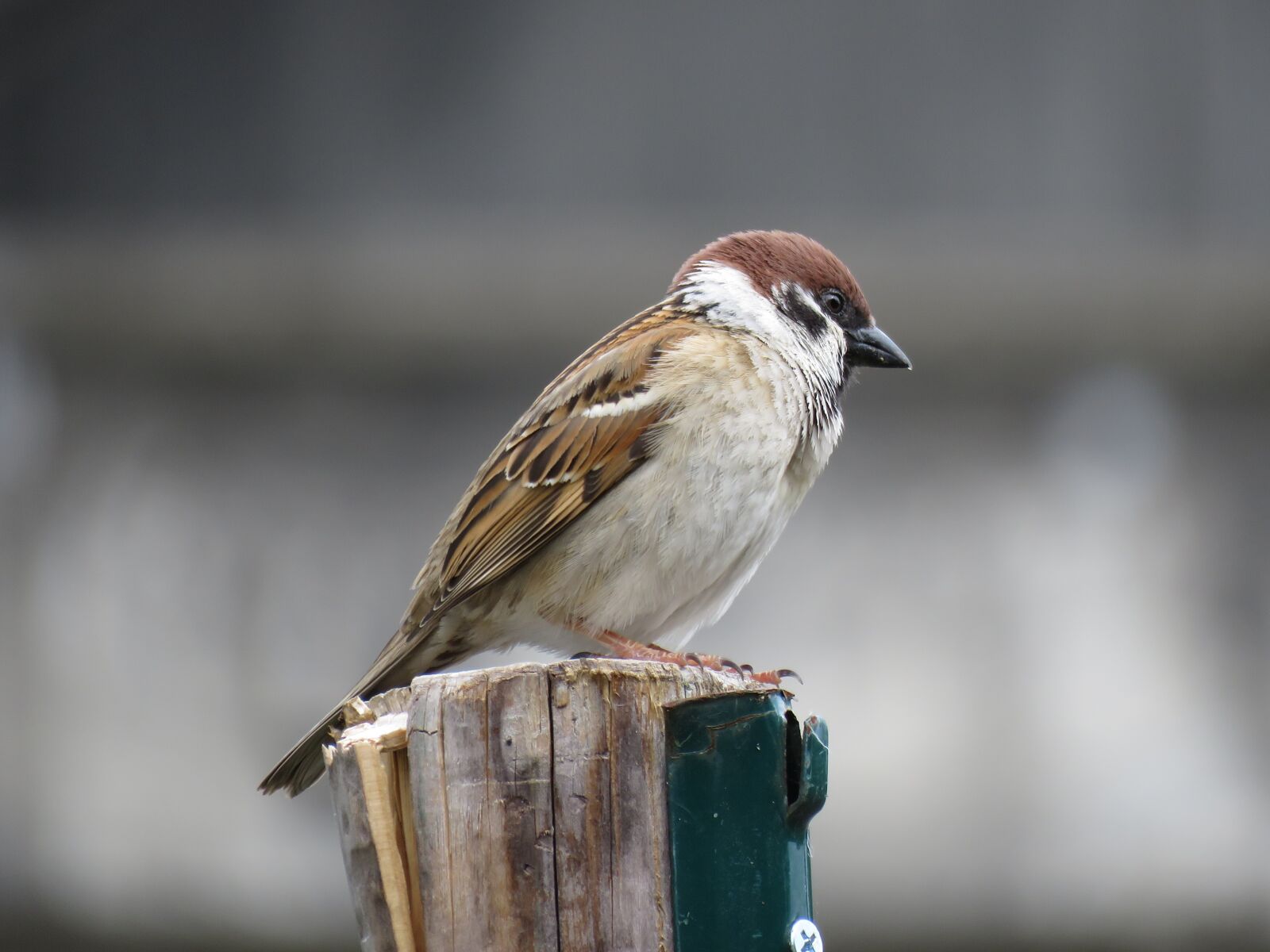 Canon PowerShot SX60 HS sample photo. Animal, wild birds, little photography