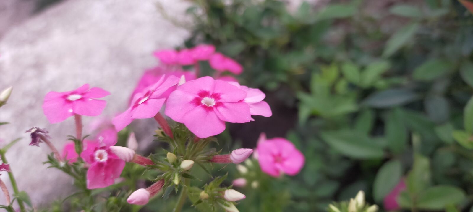 OPPO A9 2020 sample photo. Beautiful flowers, red flowers photography