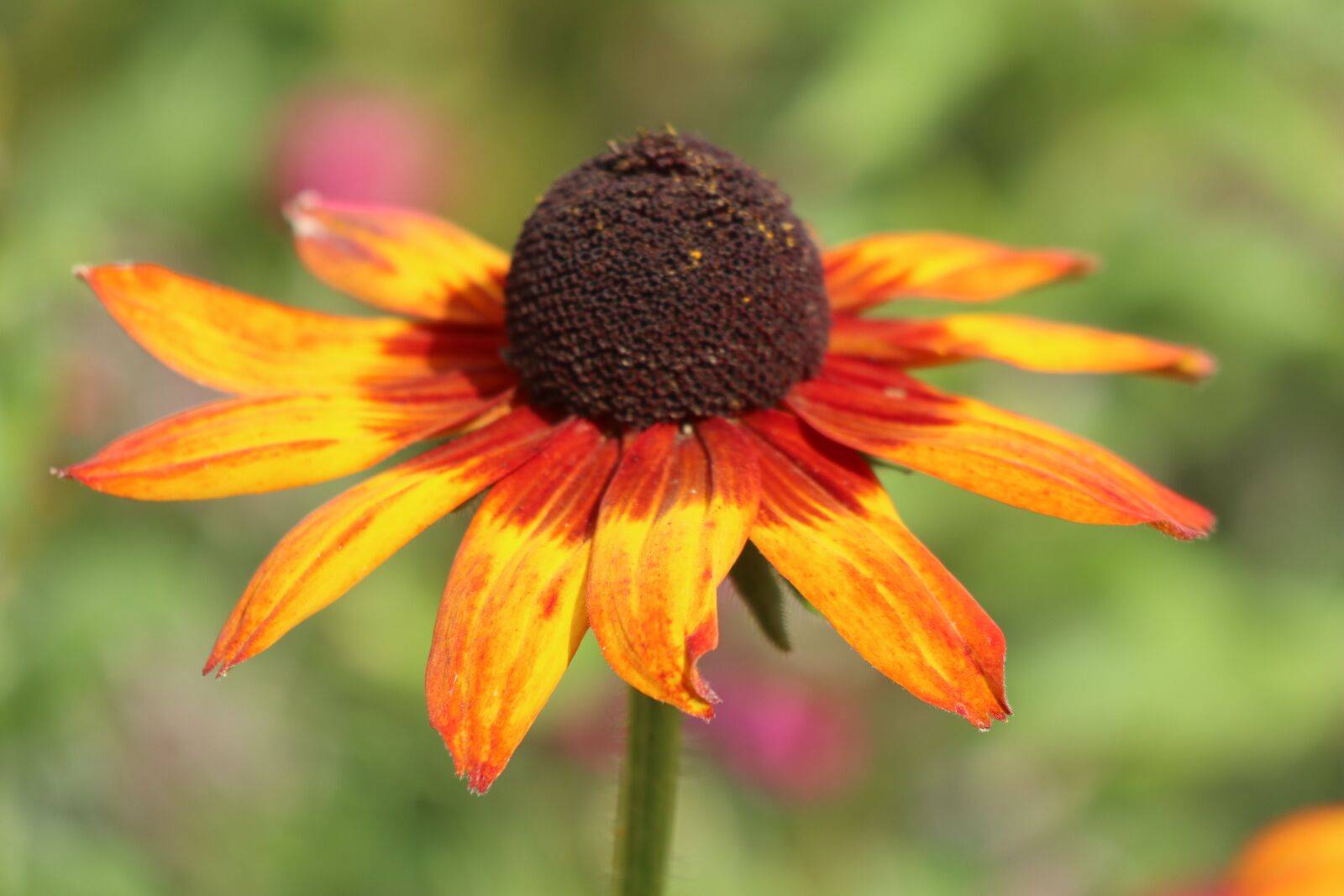 Canon EOS M6 sample photo. Summer, garden, flowers photography