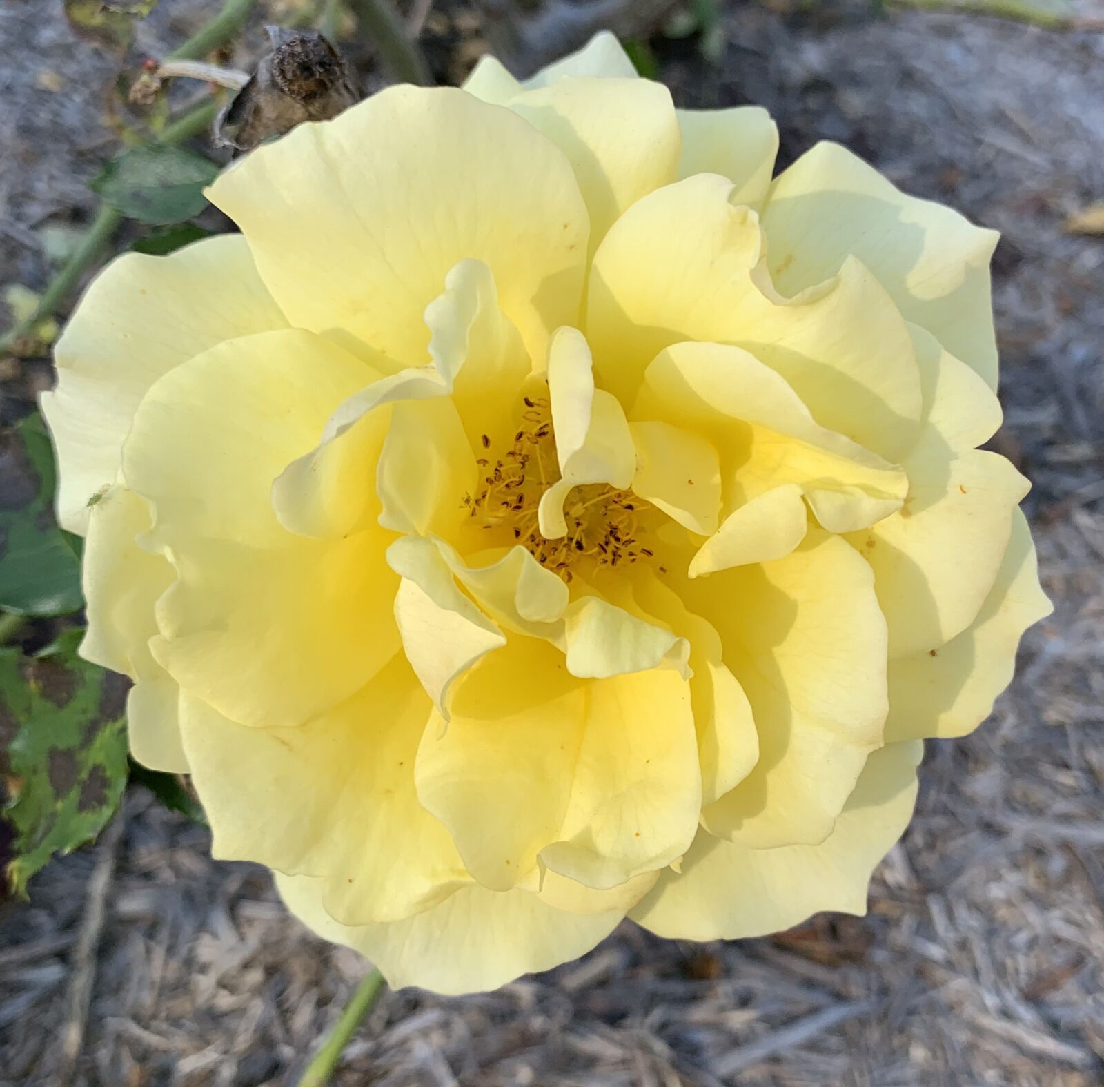 Apple iPhone XS sample photo. Yellow, petals, rose photography
