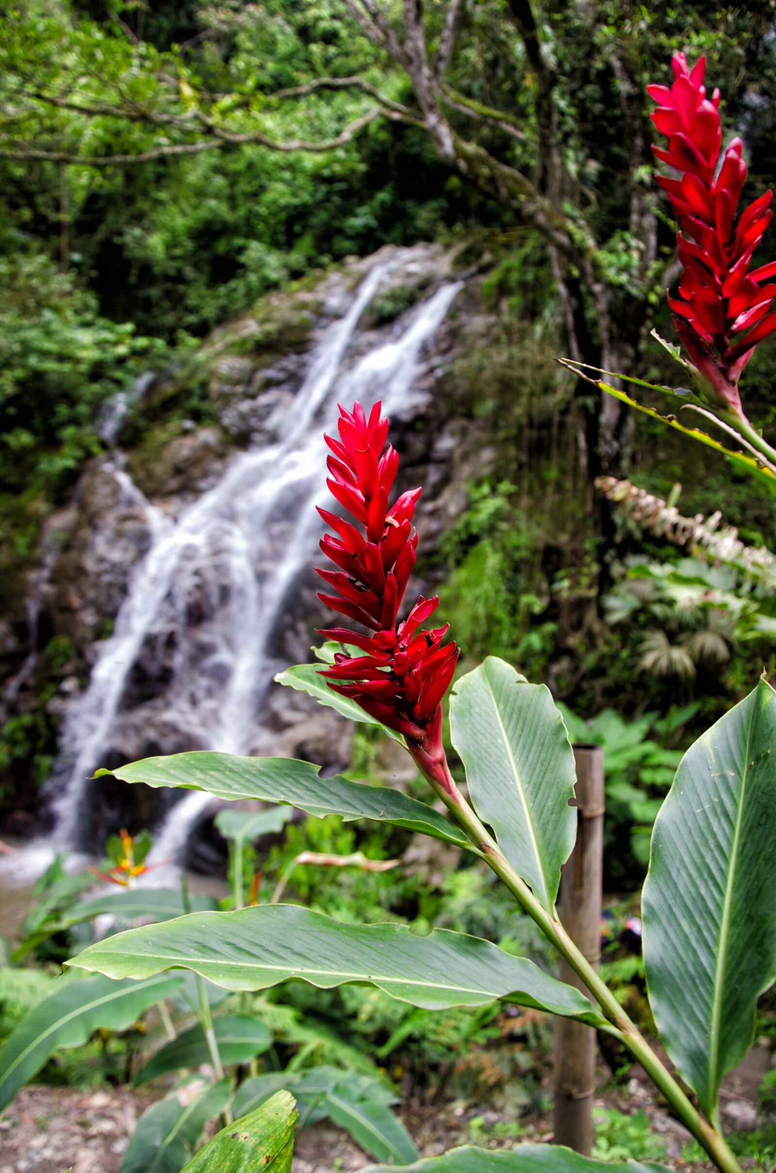 Nikon D5100 sample photo. Colombia, minca, waterfall photography