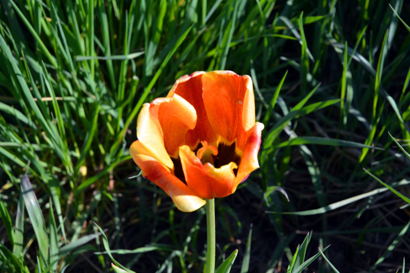 Nikon D5200 sample photo. Blossom, bloom, flower photography