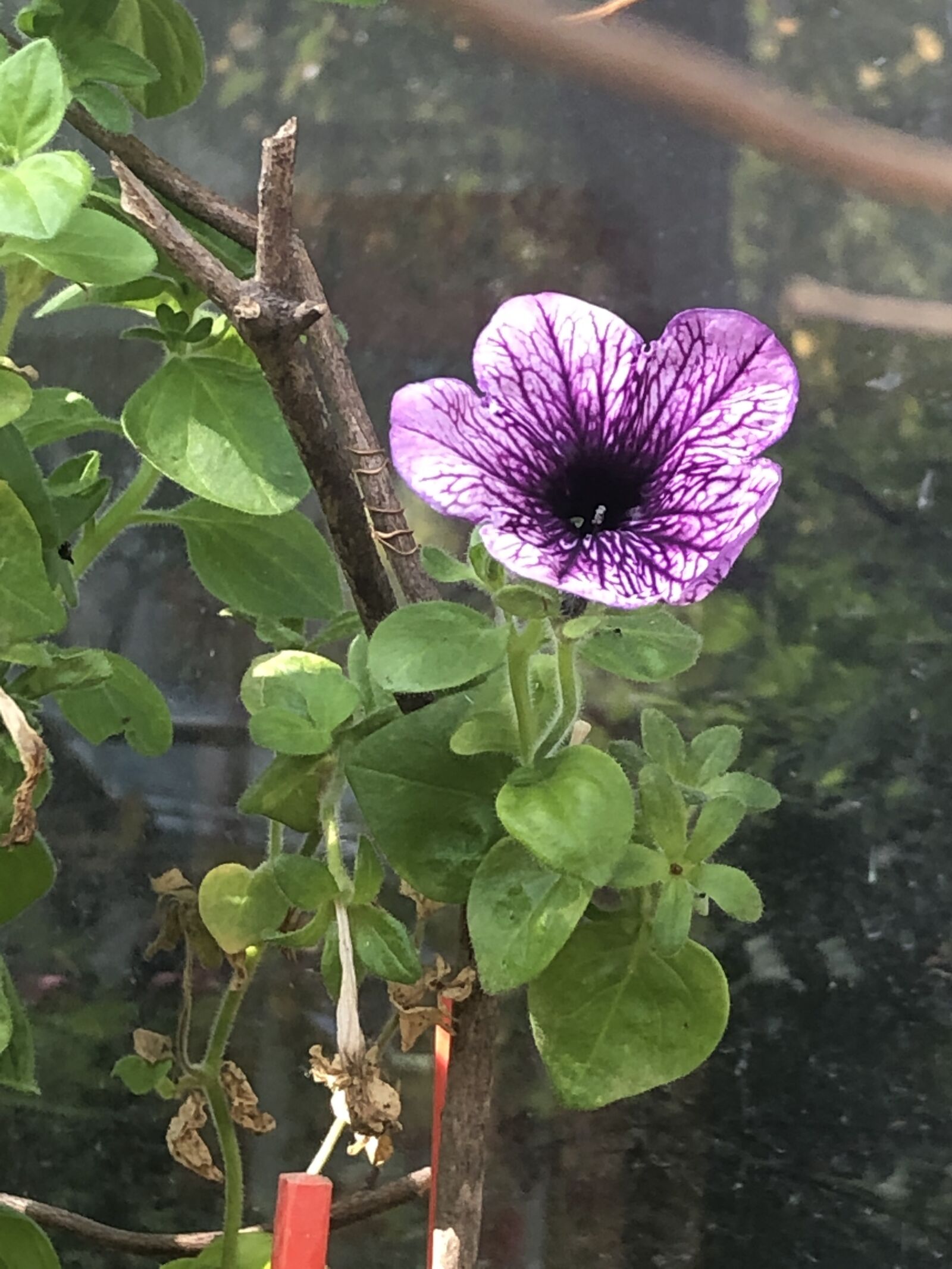 iPhone 8 Plus back dual camera 3.99mm f/1.8 sample photo. Flower, green, nature photography