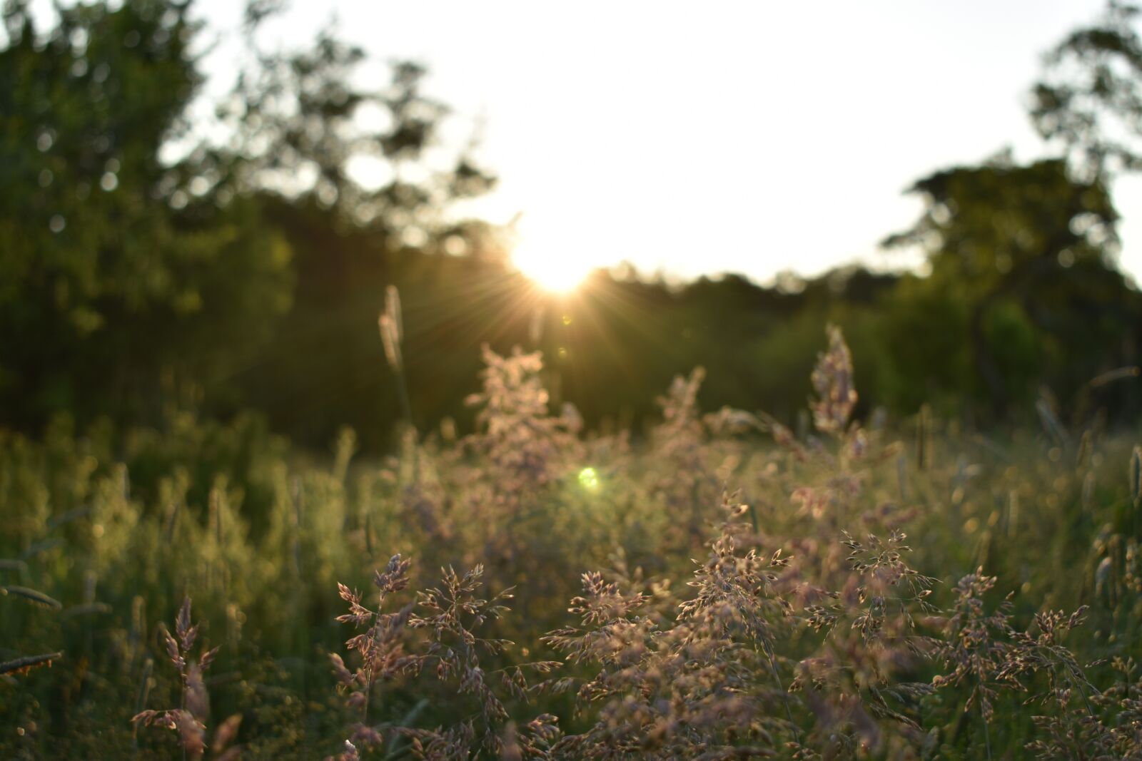 Nikon D3500 sample photo. Sunrise, light, landscape photography
