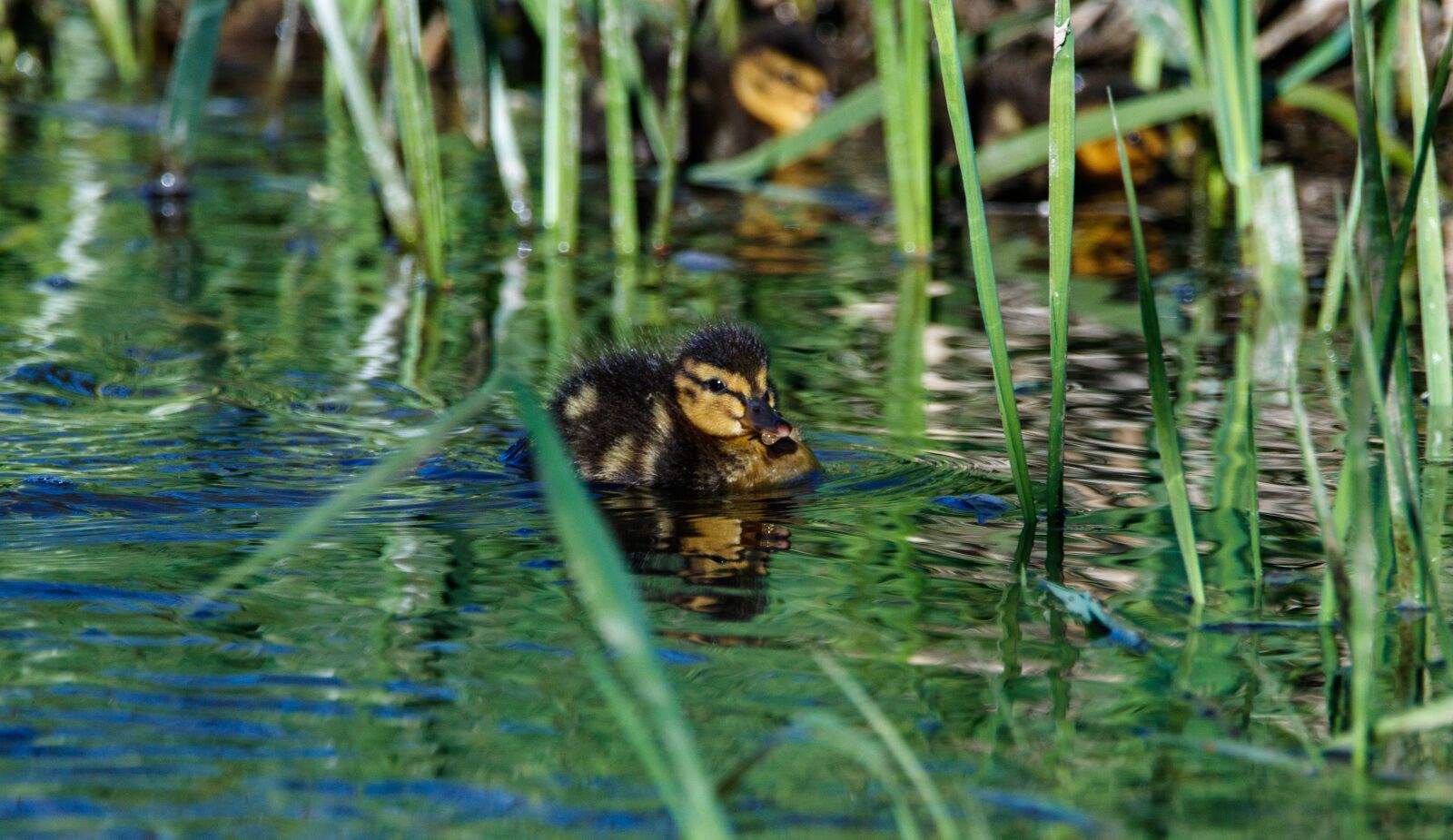 150-600mm F5-6.3 DG OS HSM | Contemporary 015 sample photo. Duck, chicks, ducklings photography