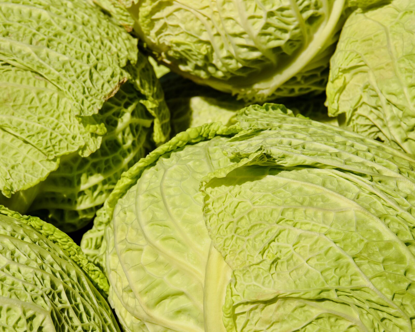 Fujifilm XF 55-200mm F3.5-4.8 R LM OIS sample photo. Savoy, savoy cabbage, kohl photography