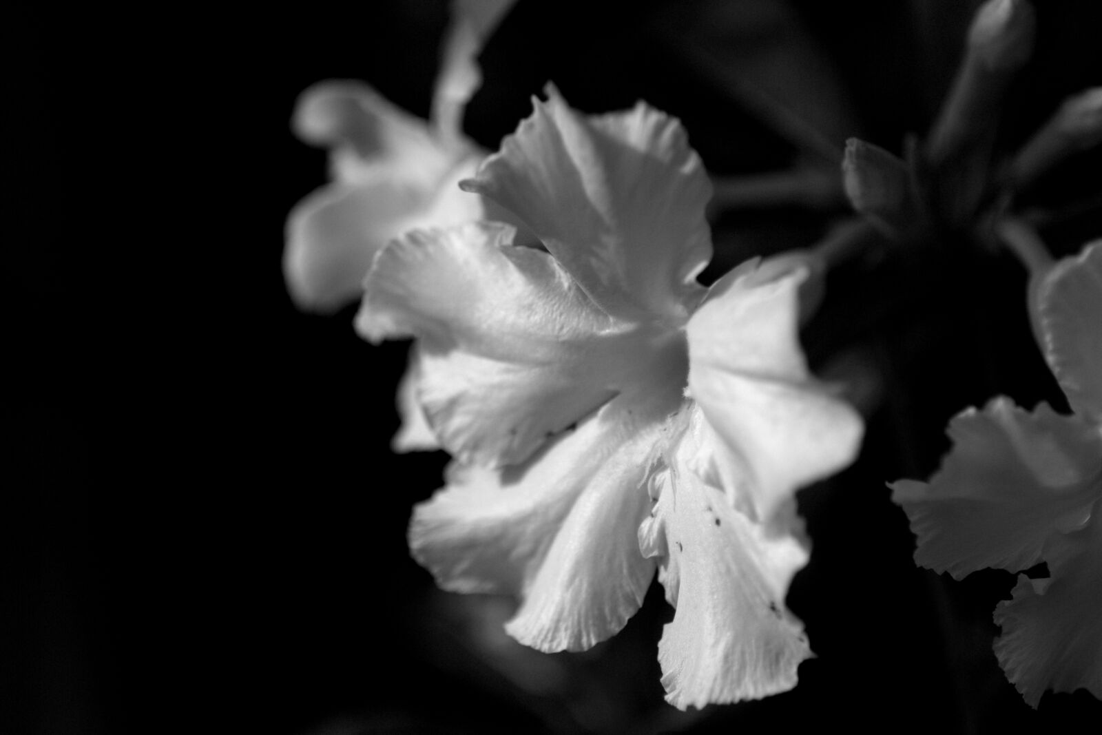 Nikon D3100 sample photo. Invited to visit, the photography