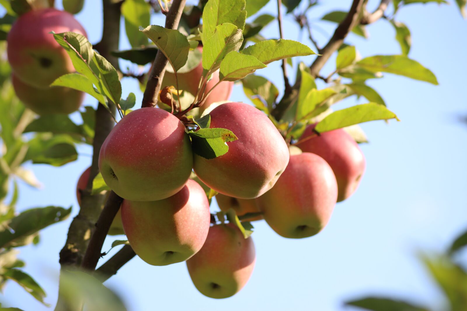 Canon EOS 200D (EOS Rebel SL2 / EOS Kiss X9) sample photo. Apple, apples, fruit photography