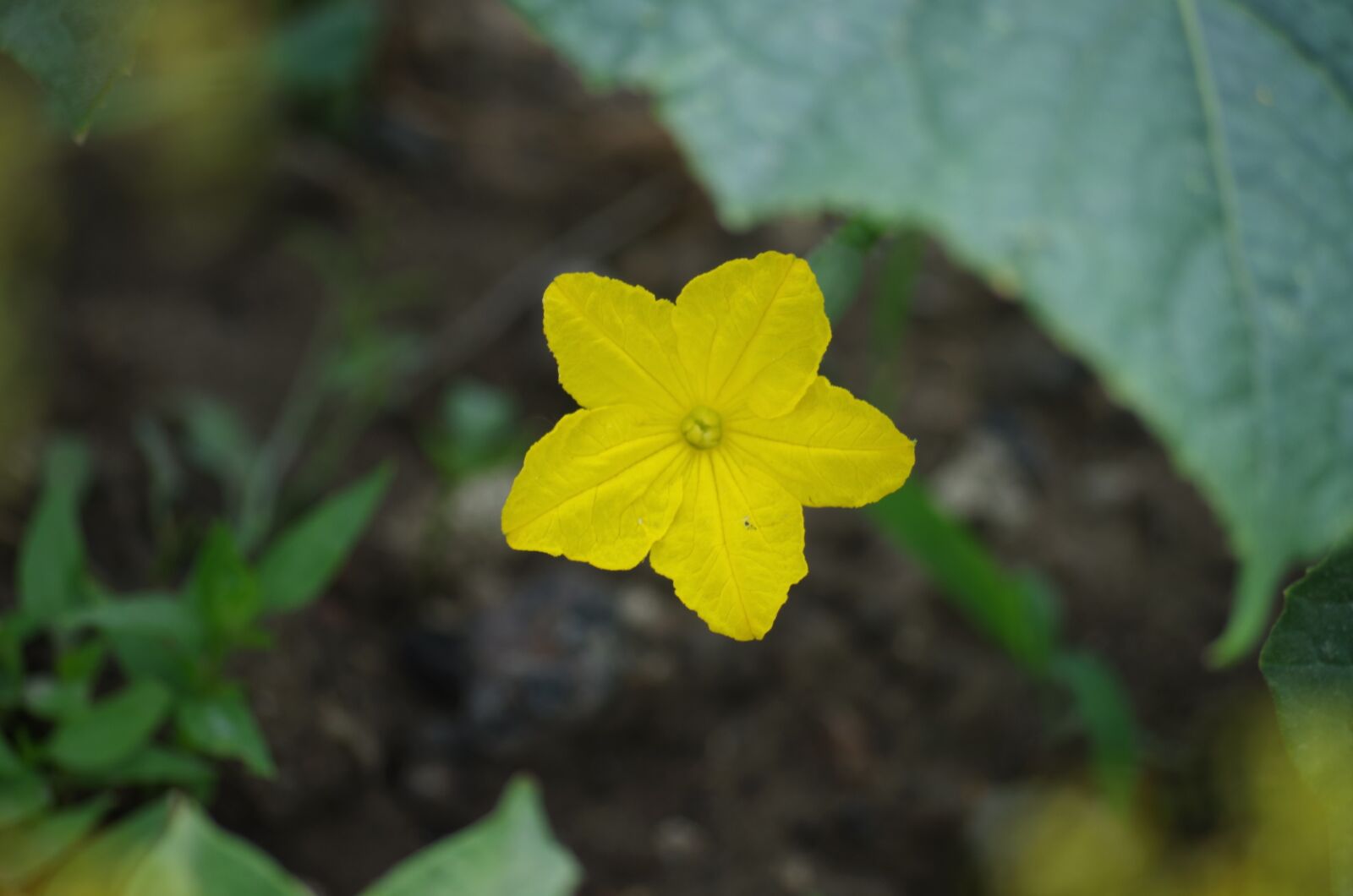 Pentax K-500 sample photo. Cucumber, flower, vegetables photography