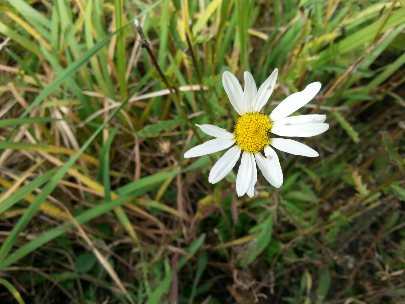 Samsung Galaxy S3 sample photo. Close, up, of, white photography