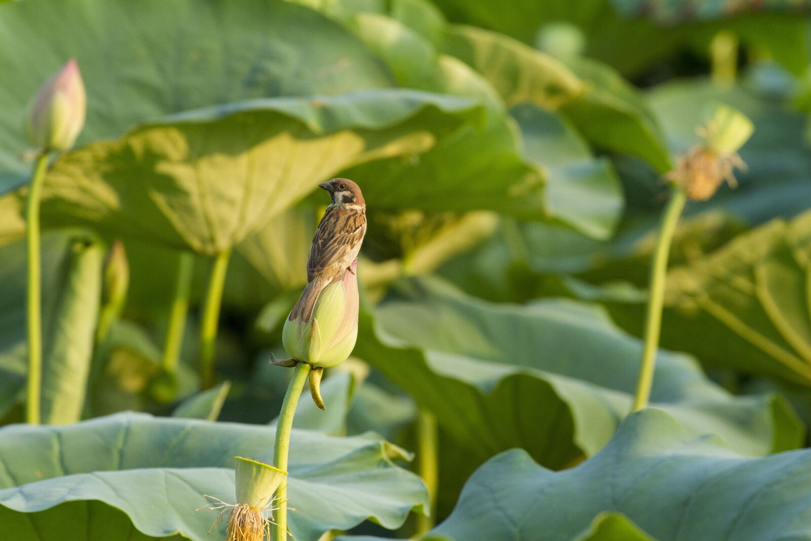 Canon EOS 7D + Canon EF 70-300mm F4-5.6L IS USM sample photo. Lotus, flowers, nature photography