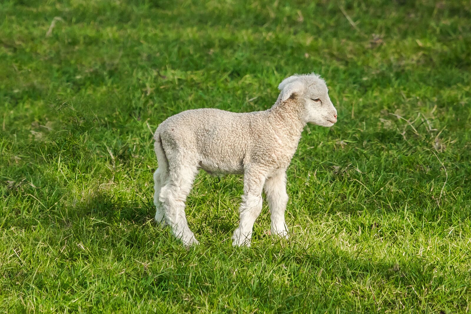 Canon EOS 60D sample photo. Sheep, chick, farm photography