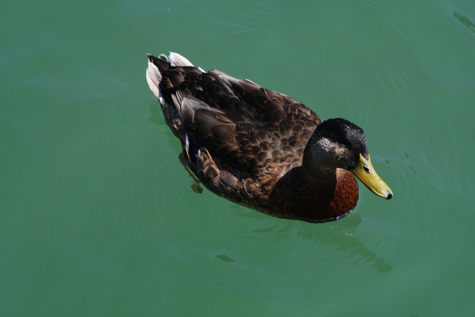 Canon EOS 1000D (EOS Digital Rebel XS / EOS Kiss F) sample photo. Duck, bird, water bird photography