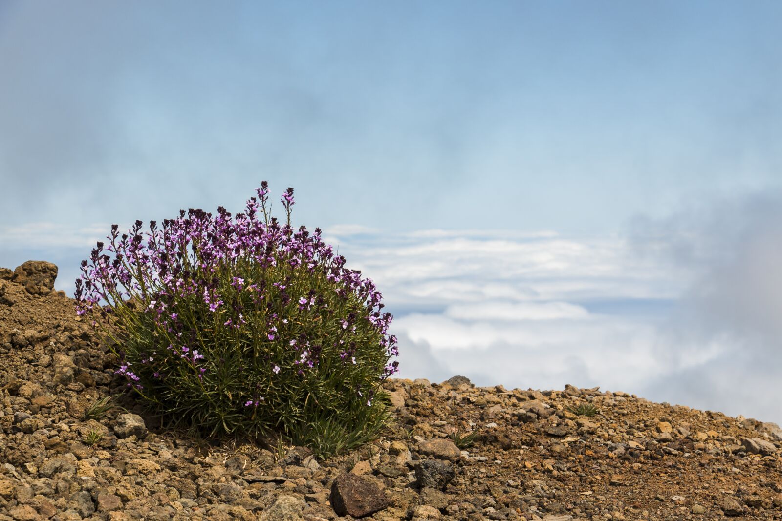 Canon EOS 70D sample photo. Flower, la palma, canary photography