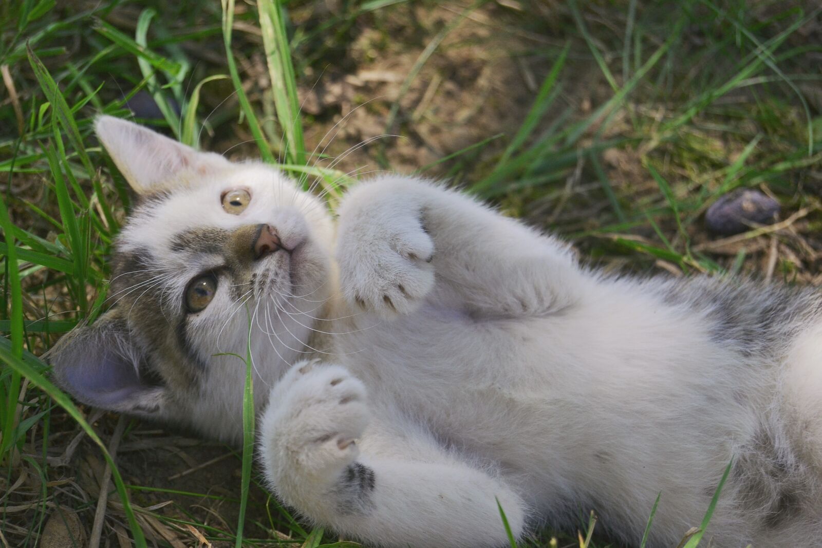 Nikon D3100 sample photo. Kitten, cat, tomcat photography