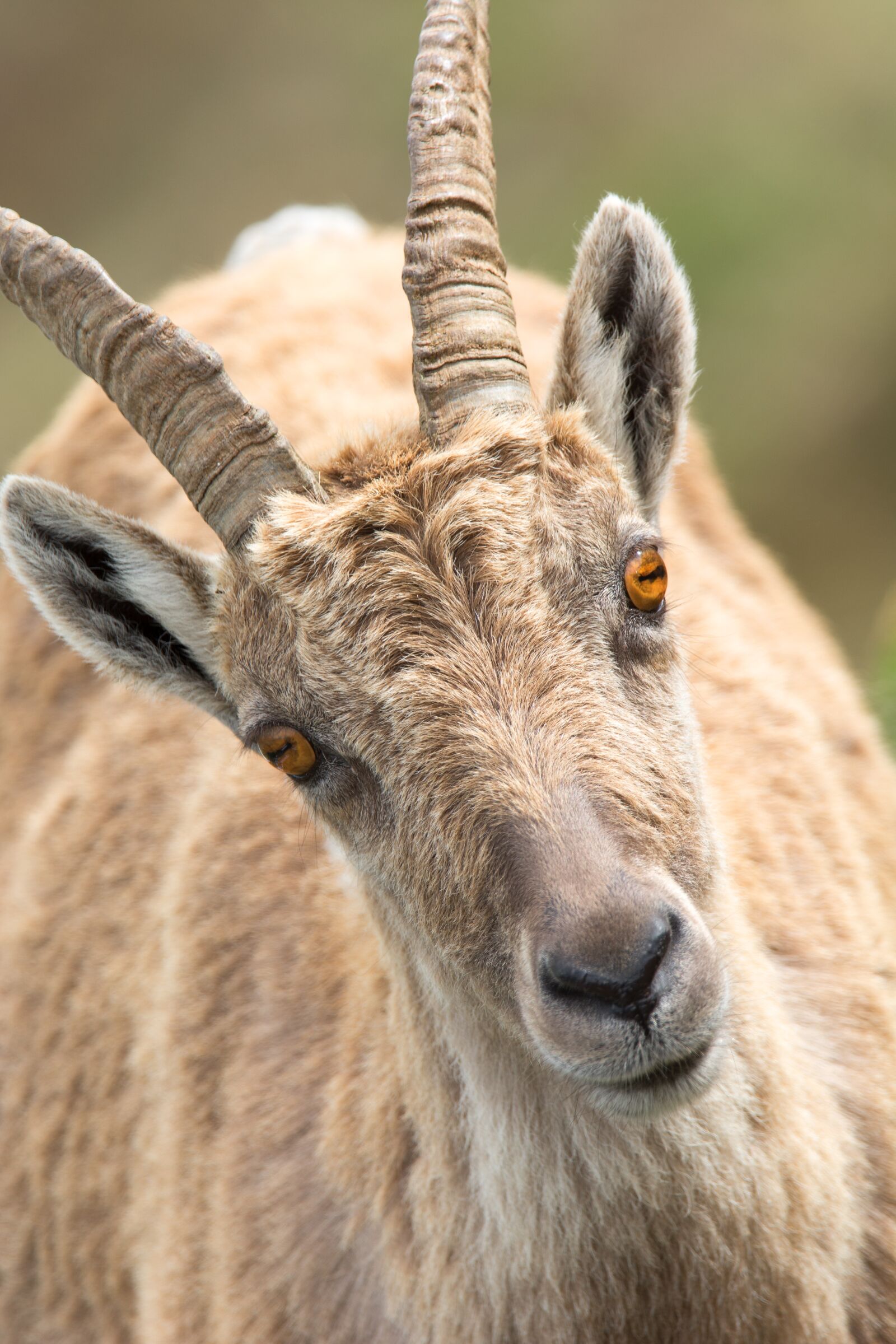 Nikon D7100 sample photo. Stone goat, capricorn, portrait photography