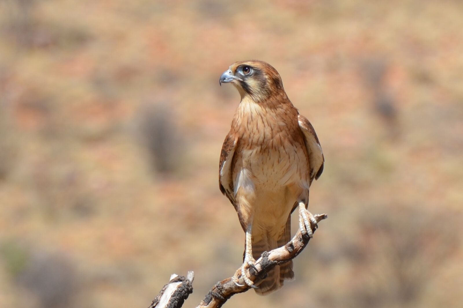 Nikon D5100 sample photo. Brown falcon, falcon, bird photography