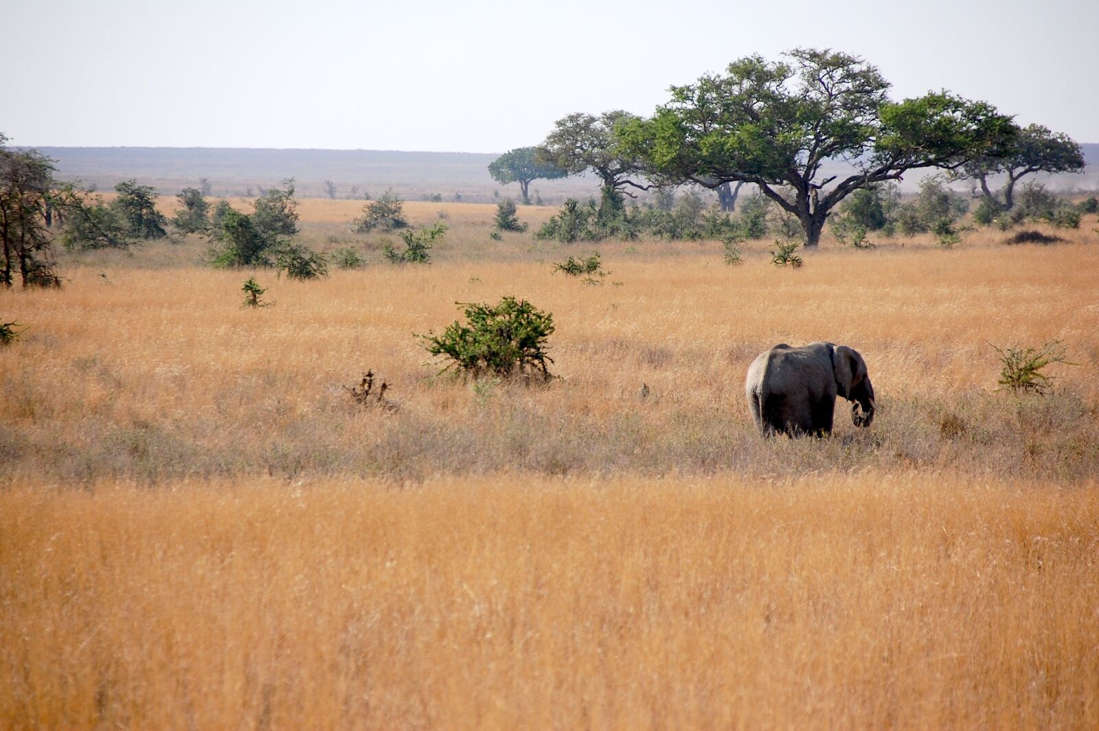 Nikon D40 sample photo. Elephant, tanzania, safari photography