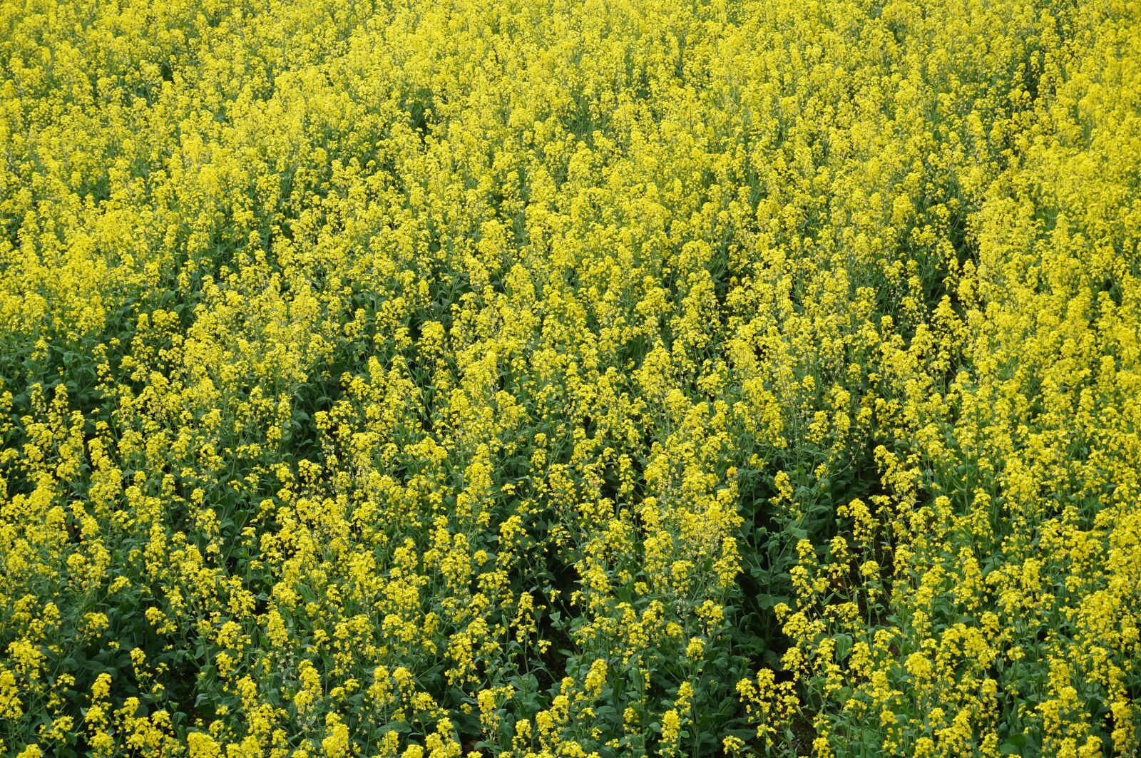 Sony Alpha NEX-3N sample photo. Rape, nature, flower photography