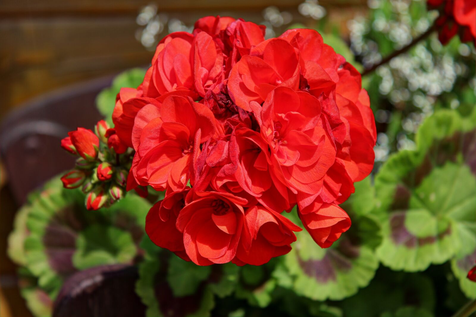 Canon EOS 600D (Rebel EOS T3i / EOS Kiss X5) sample photo. Flower, red, garden photography