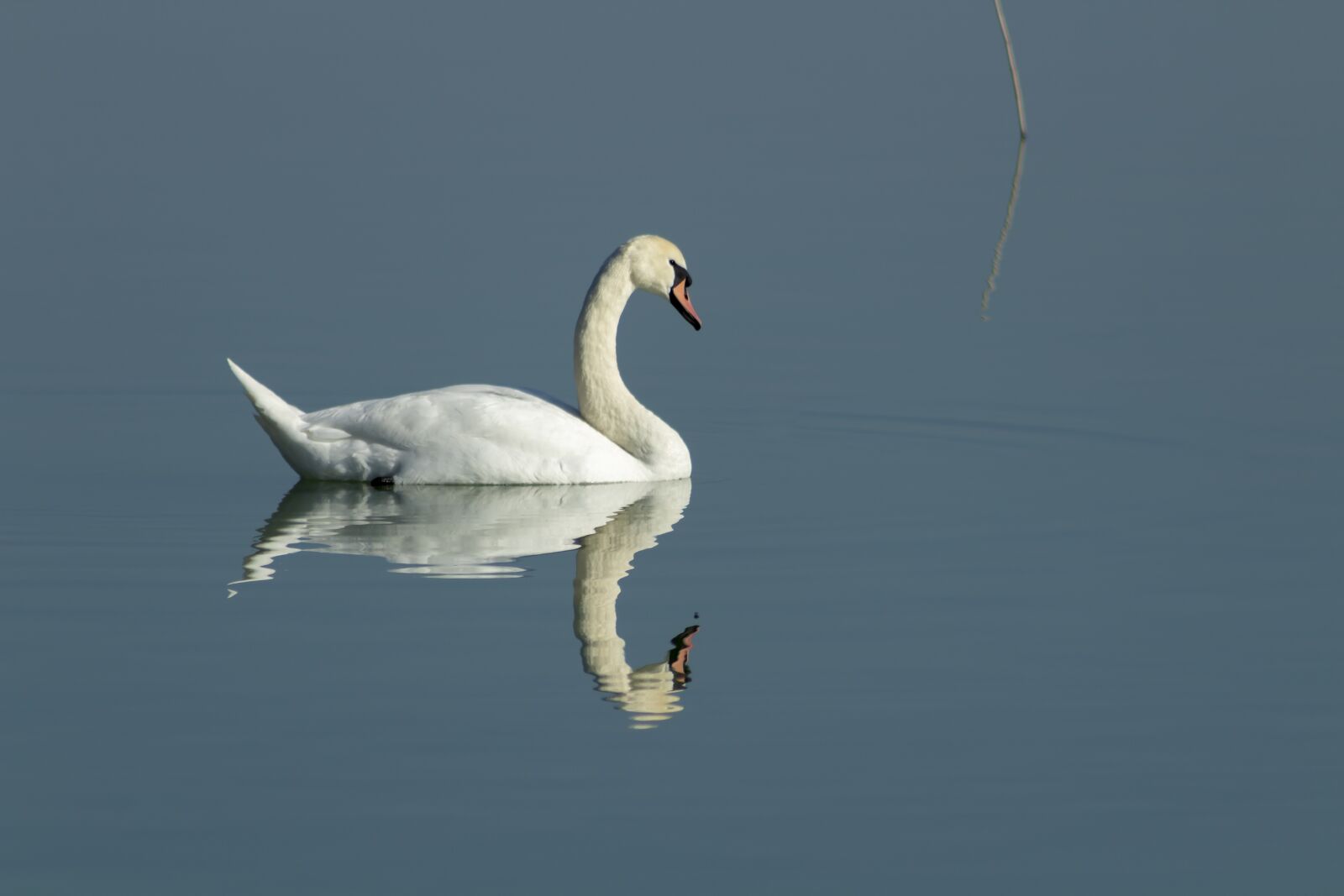 Canon EOS 1300D (EOS Rebel T6 / EOS Kiss X80) sample photo. Swan, bird, swim photography