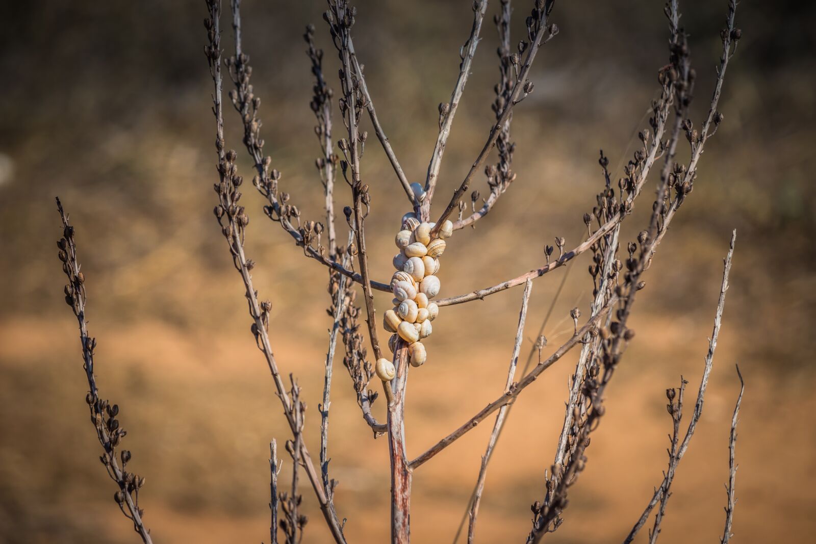 Canon EOS 100D (EOS Rebel SL1 / EOS Kiss X7) sample photo. Tree, snails, shell photography