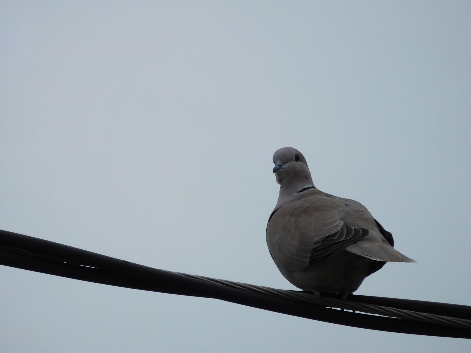 Nikon Coolpix S7000 sample photo. Dove, bird, pigeon photography