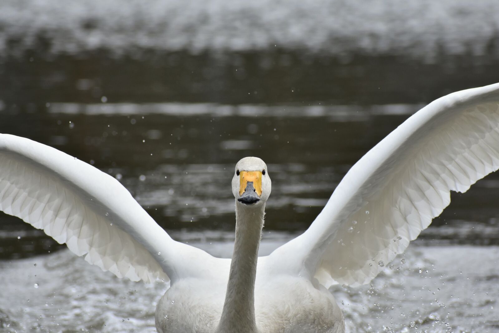 Nikon D7200 sample photo. Animal, lake, waterside photography