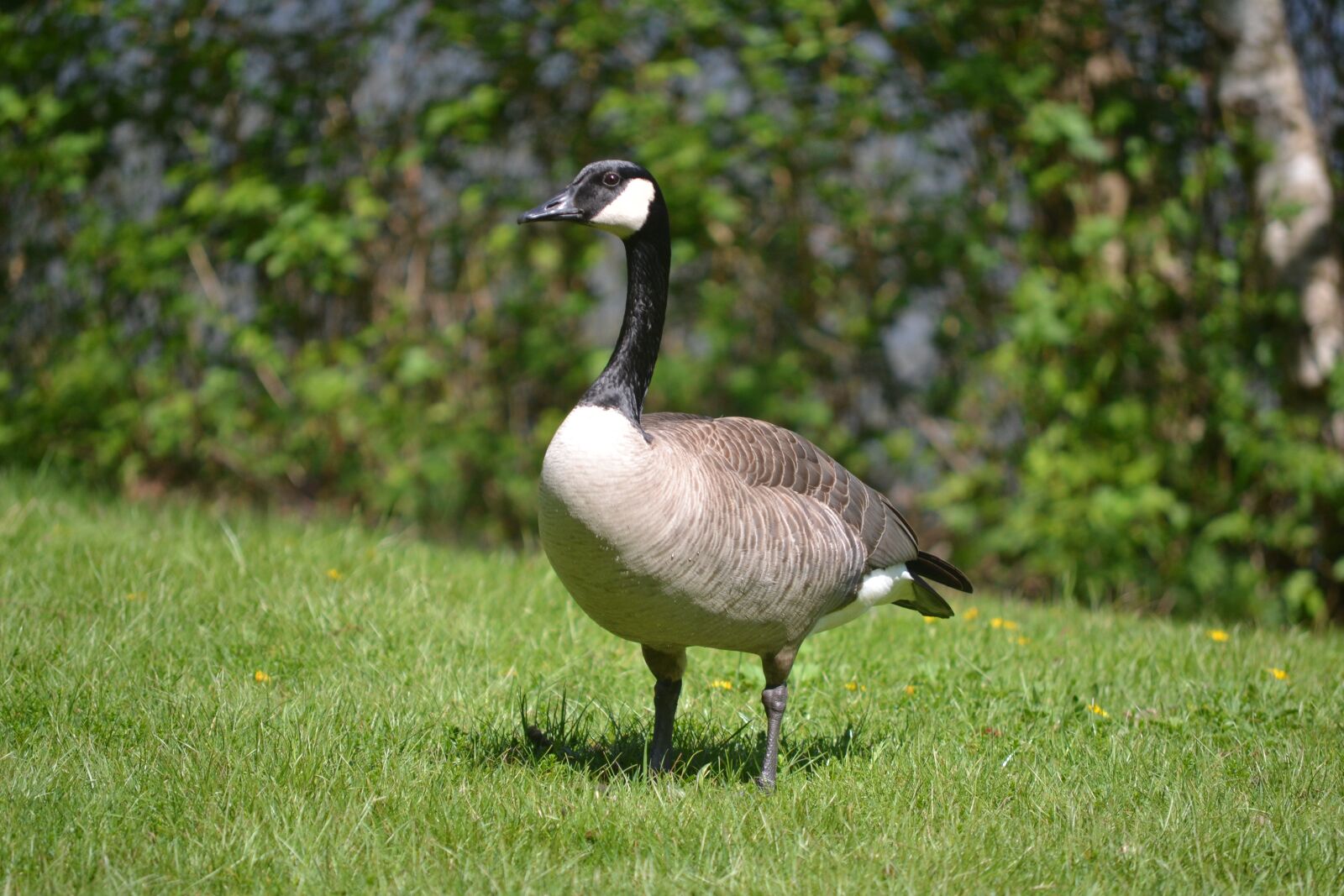 Nikon D3100 sample photo. Goose, bird, canadian goose photography