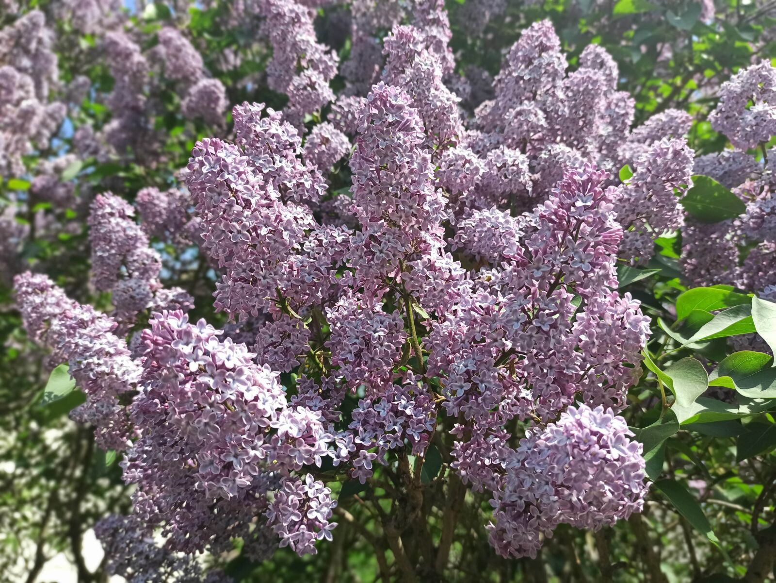 Xiaomi Redmi Note 8 Pro sample photo. Lilac, flower, purple photography
