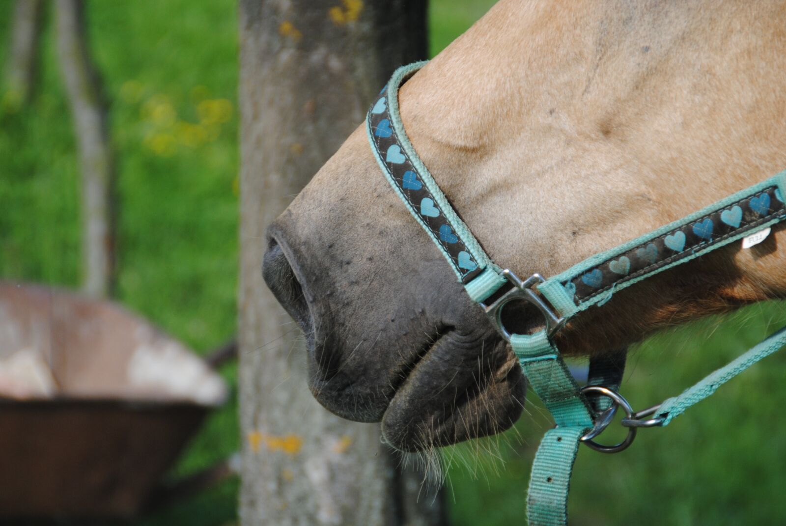 Nikon D3000 sample photo. Horse, muzzle, mare photography