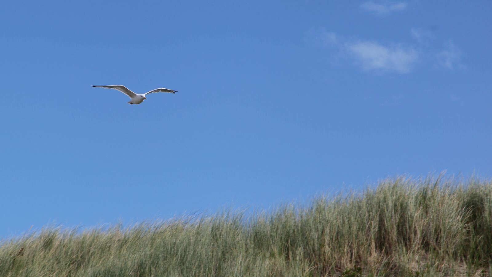Canon EOS 5D Mark II sample photo. Seagull, dune, coast photography