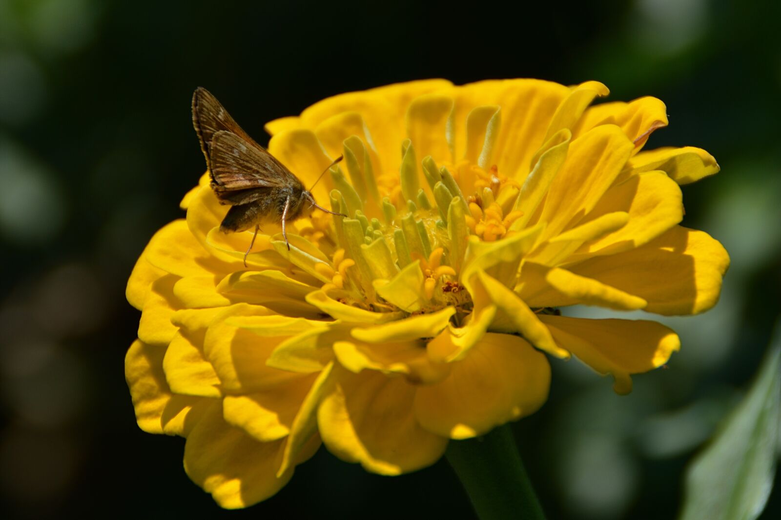 Nikon D3200 sample photo. Flower, butterfly, insects photography