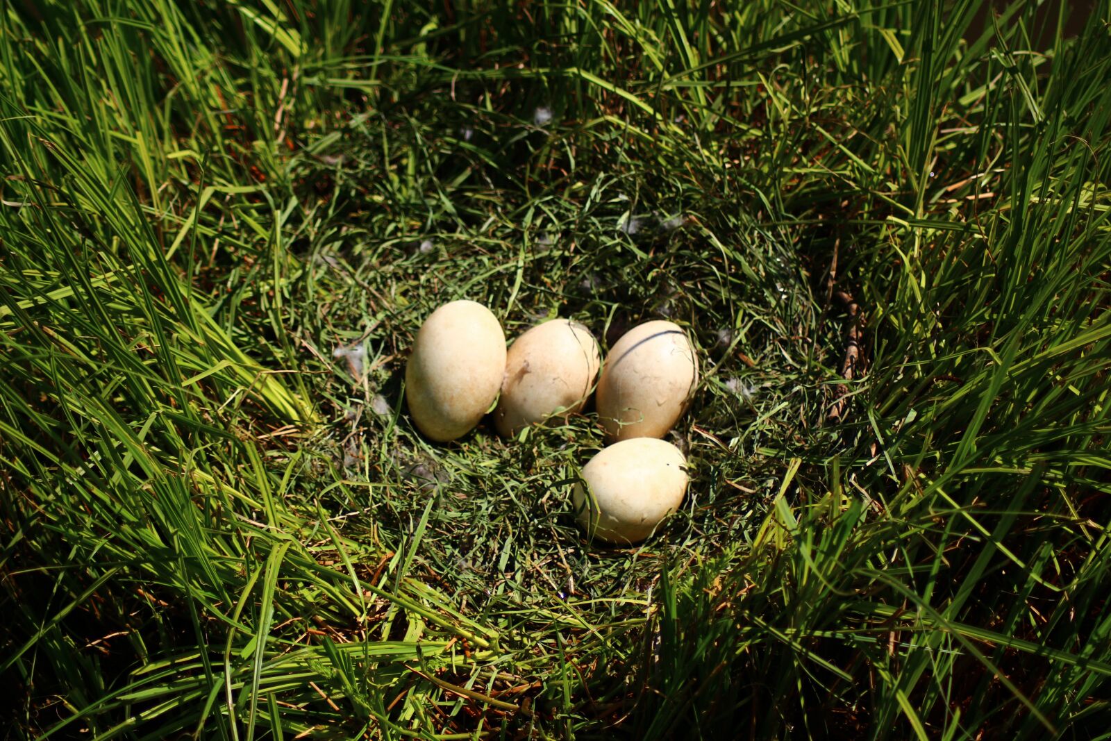 Canon EOS 700D (EOS Rebel T5i / EOS Kiss X7i) sample photo. Grass, nature, food photography