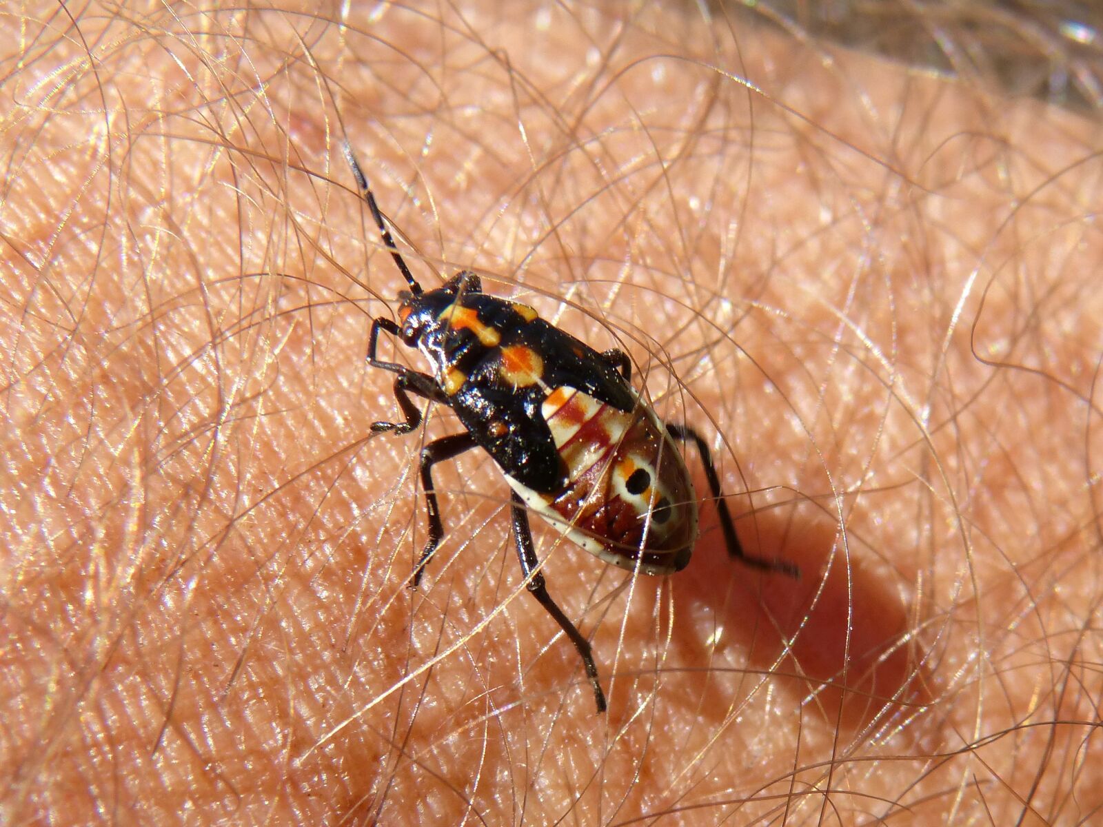 Panasonic DMC-FZ62 sample photo. Bug, beetle, insect photography