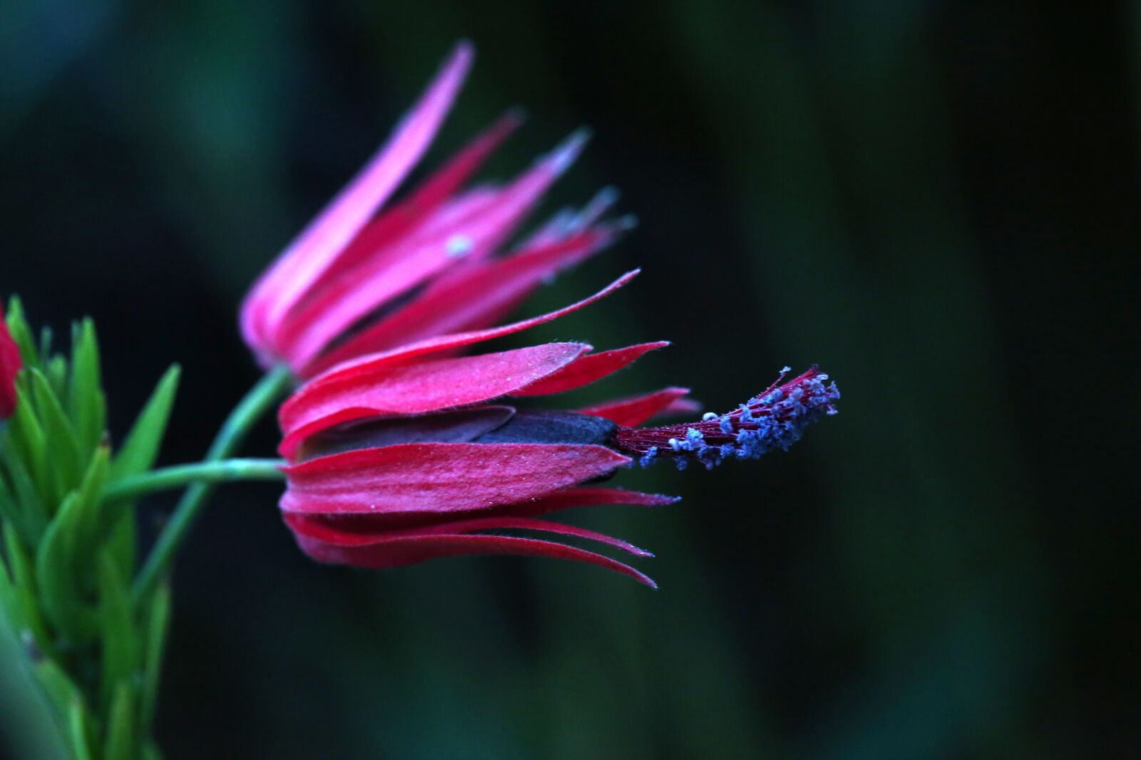 Canon EF 100mm F2.8L Macro IS USM sample photo. Flowers, a flower garden photography