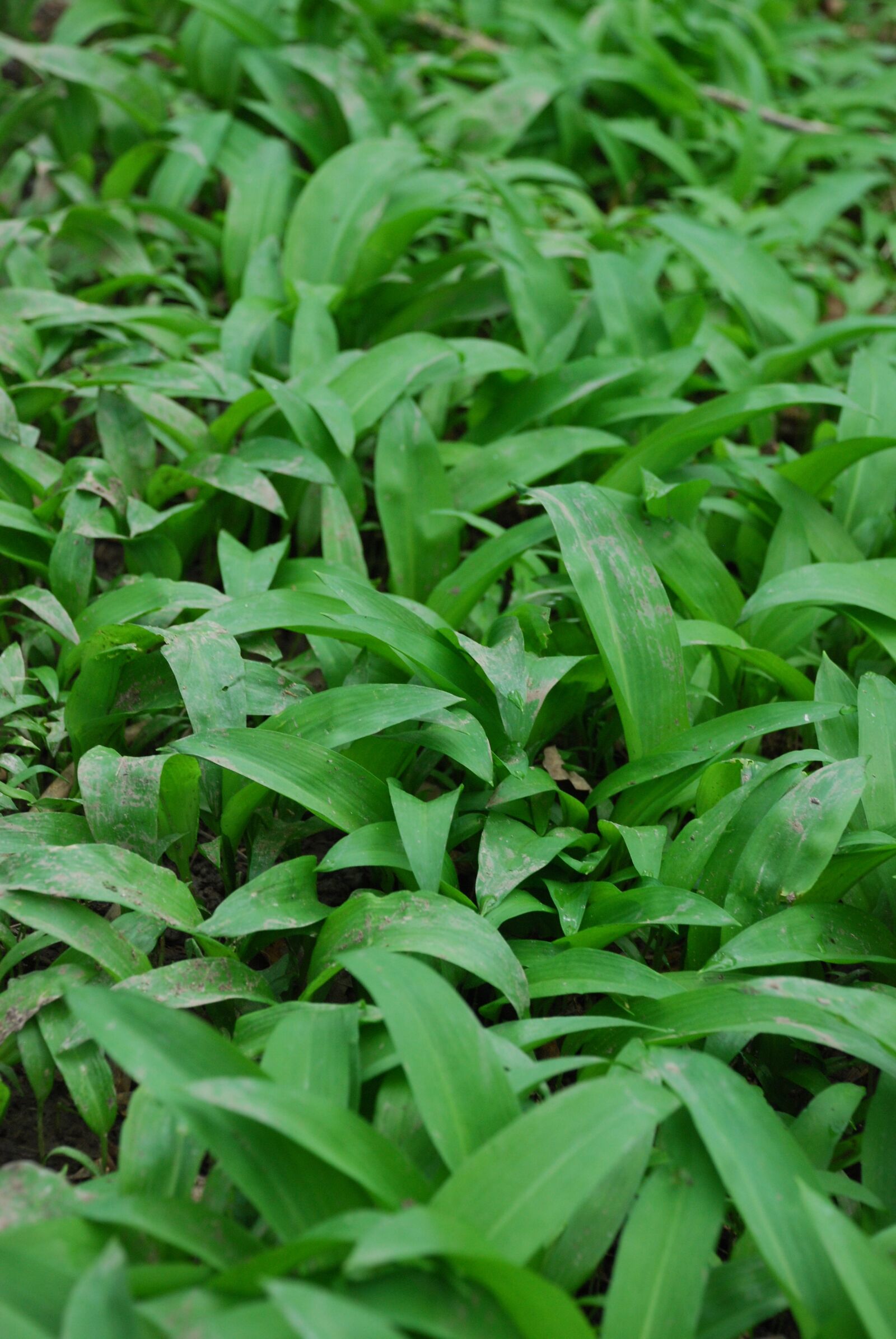 Nikon D80 sample photo. Wild garlic, woodland, plant photography