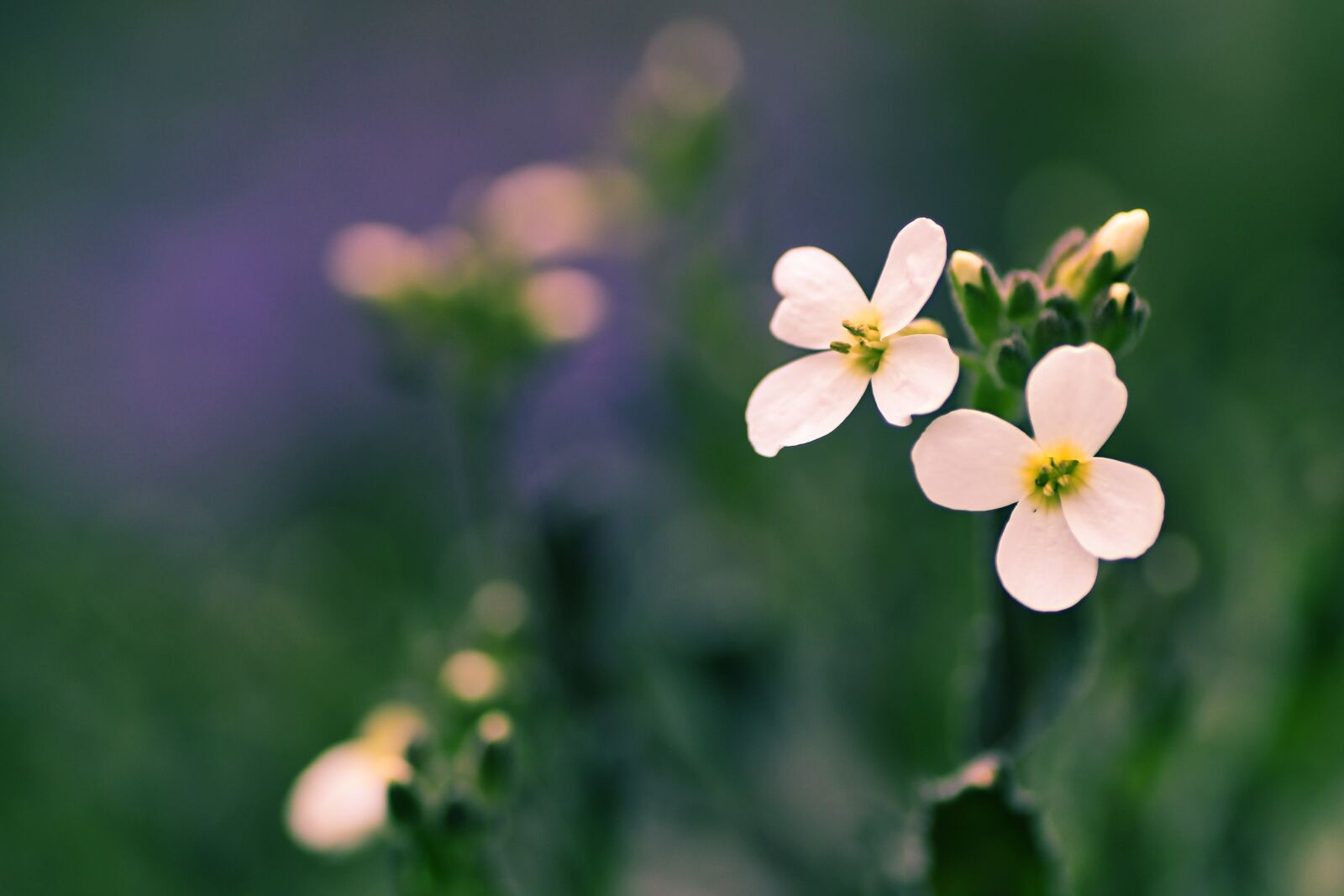 Tamron SP 90mm F2.8 Di VC USD 1:1 Macro sample photo. Flower, blossom, bloom photography