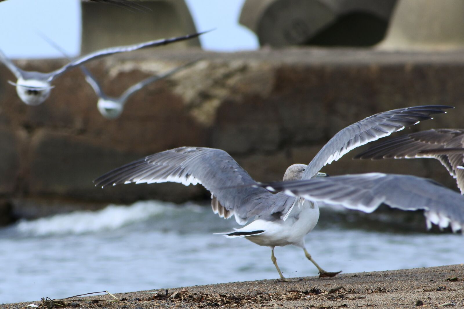 VR 70-300mm f/4.5-6.3G sample photo. Animal, sea, beach photography