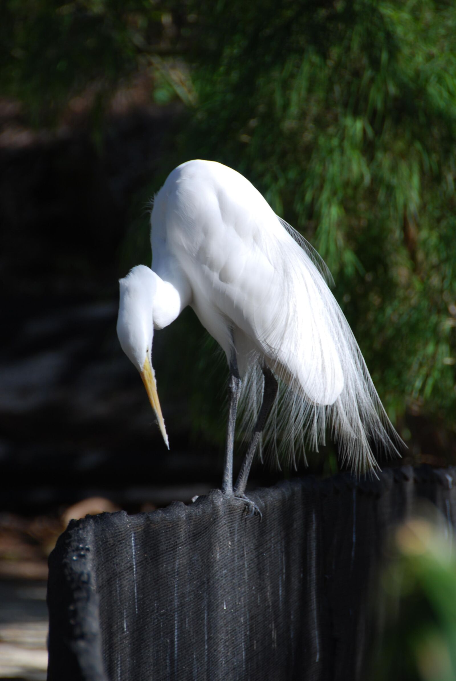 Nikon D60 sample photo. Heron, bird, egret photography